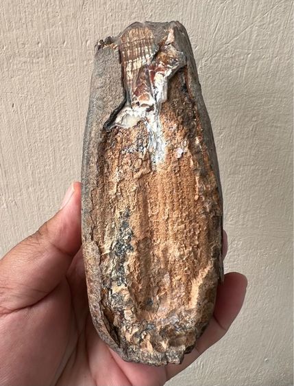 กรรมช้างเก่ามาก รูปที่ 2