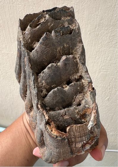 กรรมช้างเก่ามาก รูปที่ 5