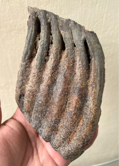 กรรมช้างเก่ามาก รูปที่ 3