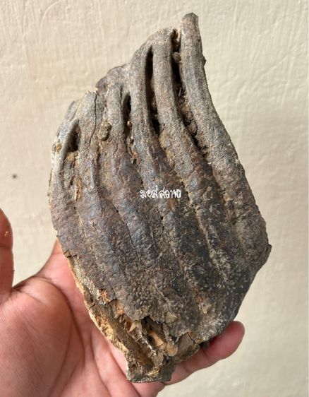 กรรมช้างเก่ามาก