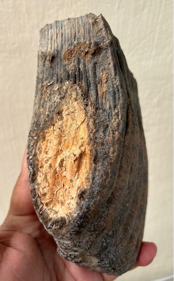 กรรมช้างเก่ามาก รูปที่ 4