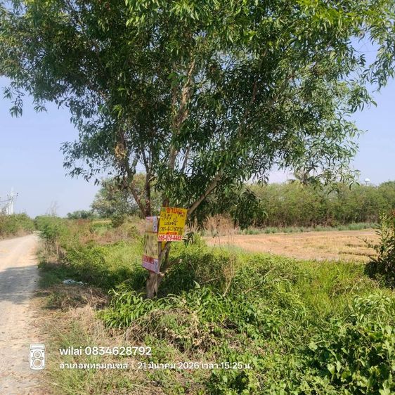 ขายที่ดินใกล้ราชภัฎสวนสุนันทา 947 ตรว  ติดด่วน M81 ต.คลองโยง อ.พุทธมณฑล.นครปฐม   รูปที่ 3
