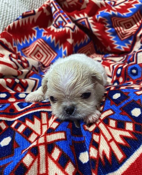 ปักกิ่ง รูปที่ 10