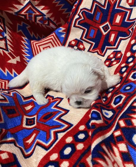 ปักกิ่ง รูปที่ 7