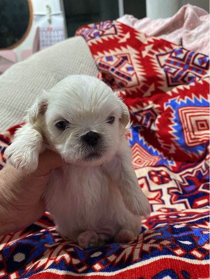 ปักกิ่ง รูปที่ 4