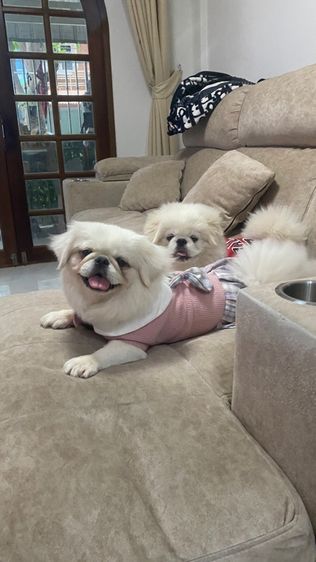 ปักกิ่ง รูปที่ 17