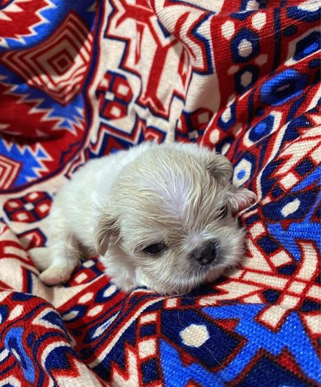 ปักกิ่ง รูปที่ 14