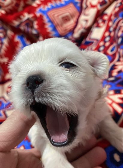 ปักกิ่ง รูปที่ 3