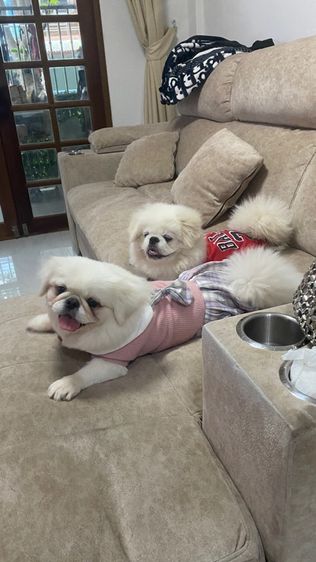 ปักกิ่ง รูปที่ 16