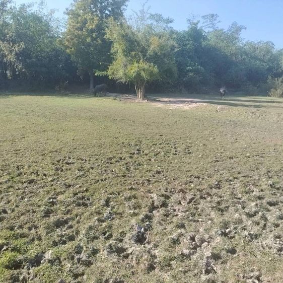 ใช่ ทีขายที่ดินพนัสนิคมตำบลหมอนทอง รูปที่ 4