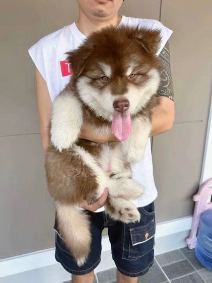 อลาสกัน มาลามิวท์ (Alaskan Malamute) ใหญ่ ขายสุนัขอลาสกันไจแอนท์
