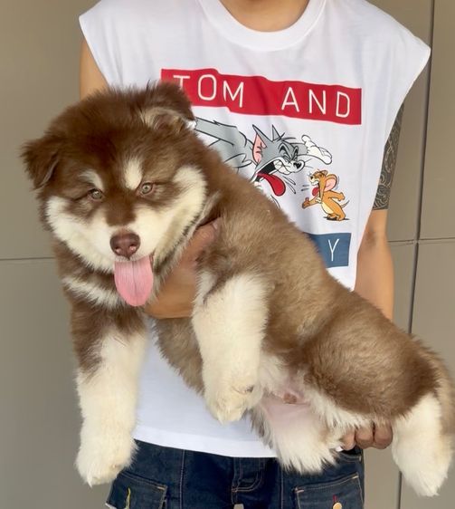 ขายสุนัขอลาสกันไจแอนท์ รูปที่ 2