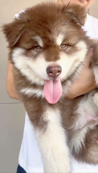 ขายสุนัขอลาสกันไจแอนท์ รูปที่ 3