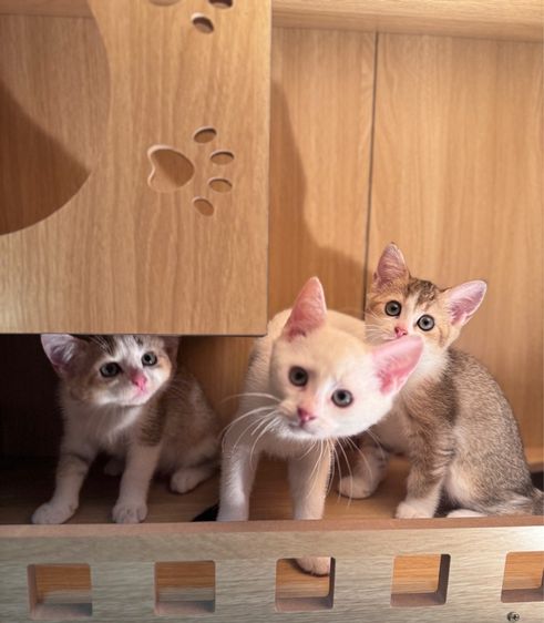 บริติชผสมแมวไทย รูปที่ 4