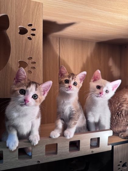 บริติชผสมแมวไทย