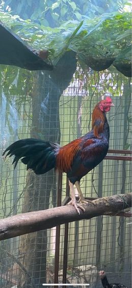 ไก่ชน รูปที่ 2