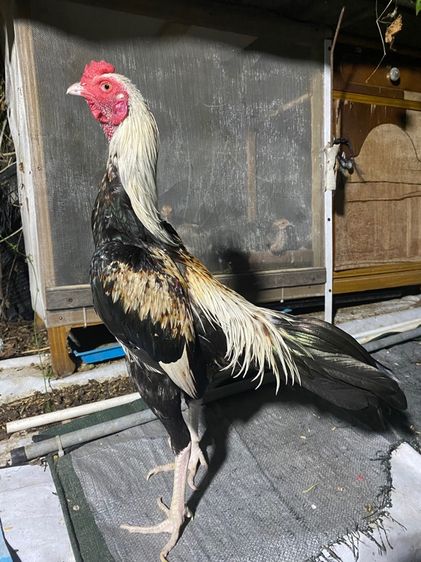 ไก่ชน รูปที่ 4