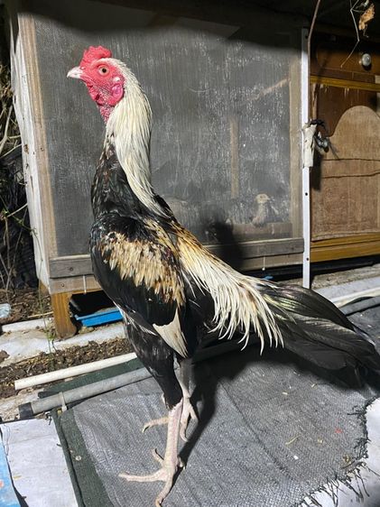 ไก่ชน รูปที่ 3