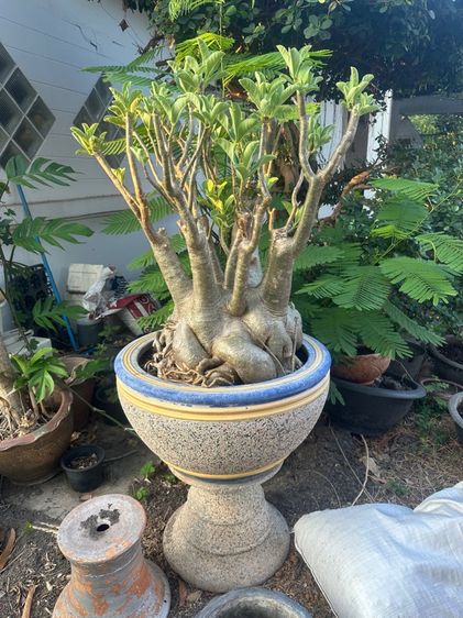 ต้นไม้จริง ต้นชวนชม (Adenium)