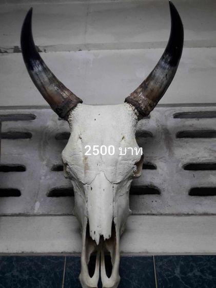 เขาวัวชน