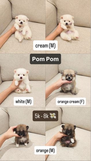 ปอมหาบ้านค่ะ  รูปที่ 2