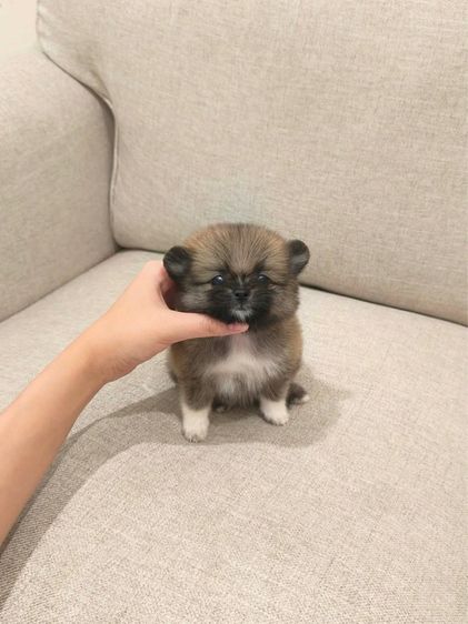 ปอมหาบ้านค่ะ  รูปที่ 11