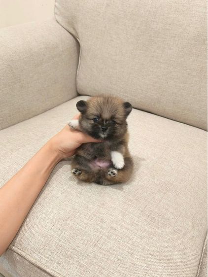 ปอมหาบ้านค่ะ  รูปที่ 9