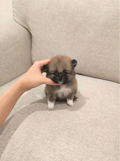 ปอมหาบ้านค่ะ  รูปที่ 10