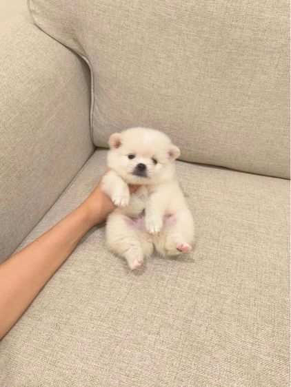 ปอมหาบ้านค่ะ  รูปที่ 3