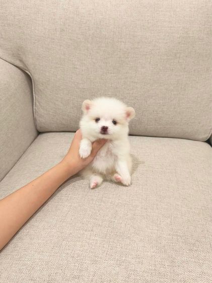 ปอมหาบ้านค่ะ  รูปที่ 5