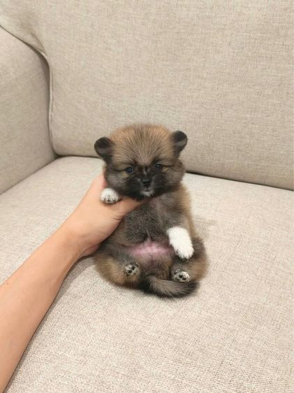 ปอมหาบ้านค่ะ  รูปที่ 12