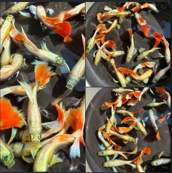 ปลาหางนกยูง ซานตาคลอส