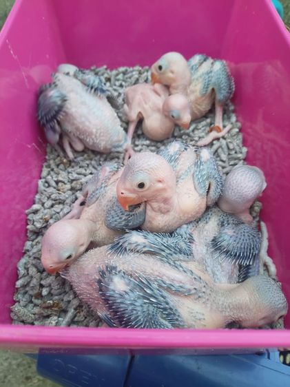 นกแก้วริงเนคม่วงเคลียเทล รูปที่ 3