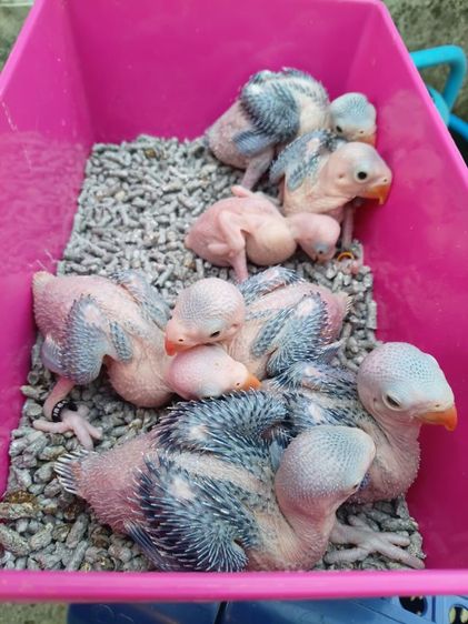 นกแก้วริงเนคม่วงเคลียเทล รูปที่ 12