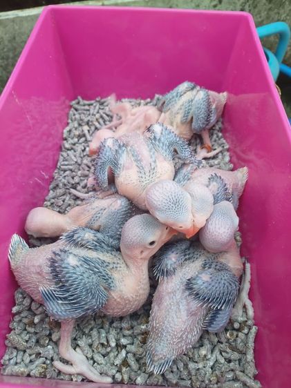 นกแก้วริงเนคม่วงเคลียเทล รูปที่ 15