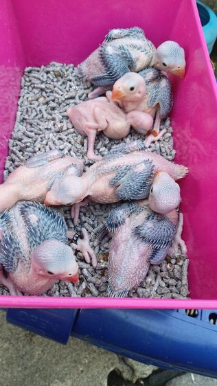 นกแก้วริงเนคม่วงเคลียเทล รูปที่ 8