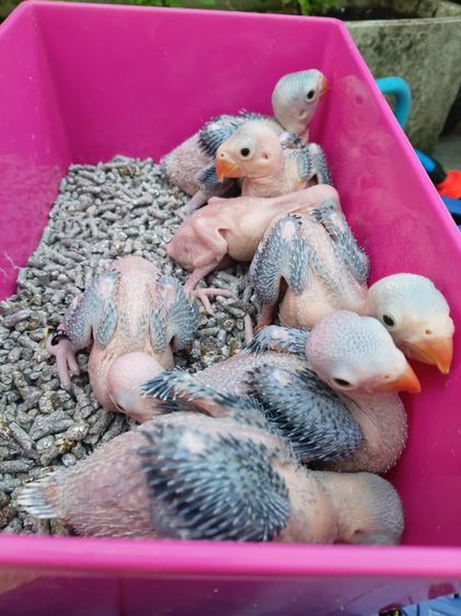 นกแก้วริงเนคม่วงเคลียเทล รูปที่ 5