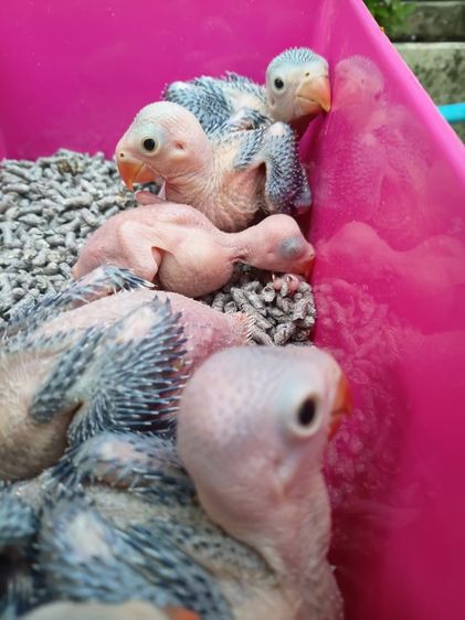 นกแก้วริงเนคม่วงเคลียเทล