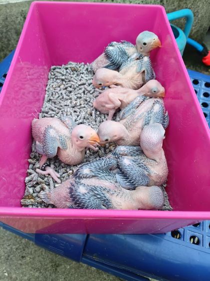 นกแก้วริงเนคม่วงเคลียเทล รูปที่ 10