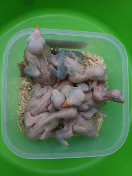 นกแก้วริงเนคสีม่วง รูปที่ 6