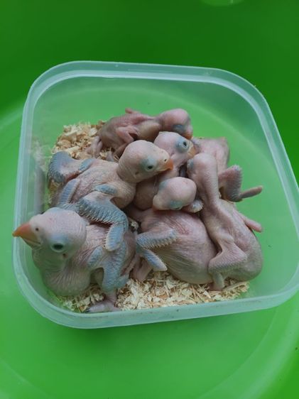 นกแก้วริงเนคสีม่วง รูปที่ 5