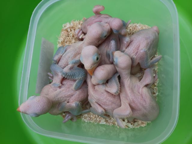 นกแก้วริงเนคสีม่วง