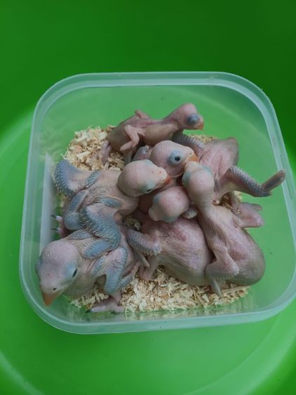 นกแก้วริงเนคสีม่วง รูปที่ 9