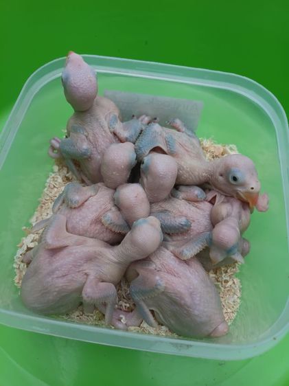 นกแก้วริงเนคสีม่วง รูปที่ 4