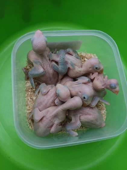 นกแก้วริงเนคสีม่วง รูปที่ 7