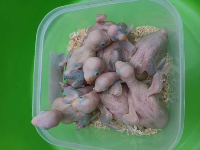 นกแก้วริงเนคสีม่วง รูปที่ 3