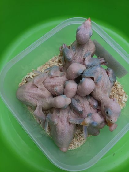 นกแก้วริงเนคสีม่วง รูปที่ 2