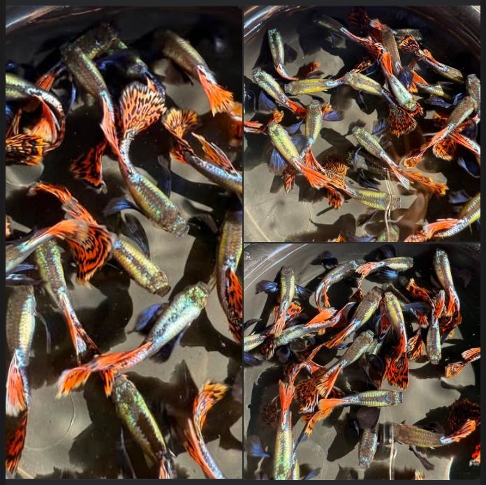 ปลาหางนกยูง หูช้างโมเสด