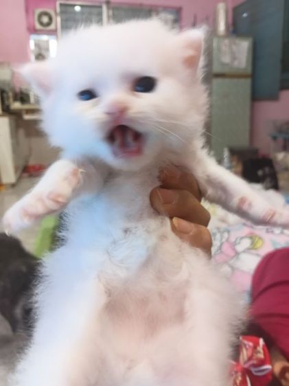 แมวเปอร์เซียแท้ รูปที่ 7