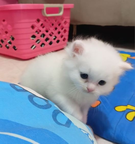 แมวเปอร์เซียแท้ รูปที่ 2